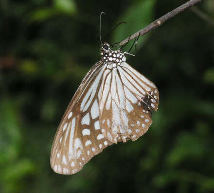 Image of Parantica aglea melanoides