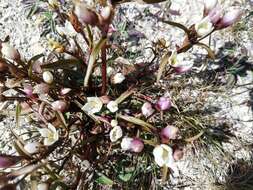 Image of Gentianella serotina (Cockayne) T. N. Ho & S. W. Liu