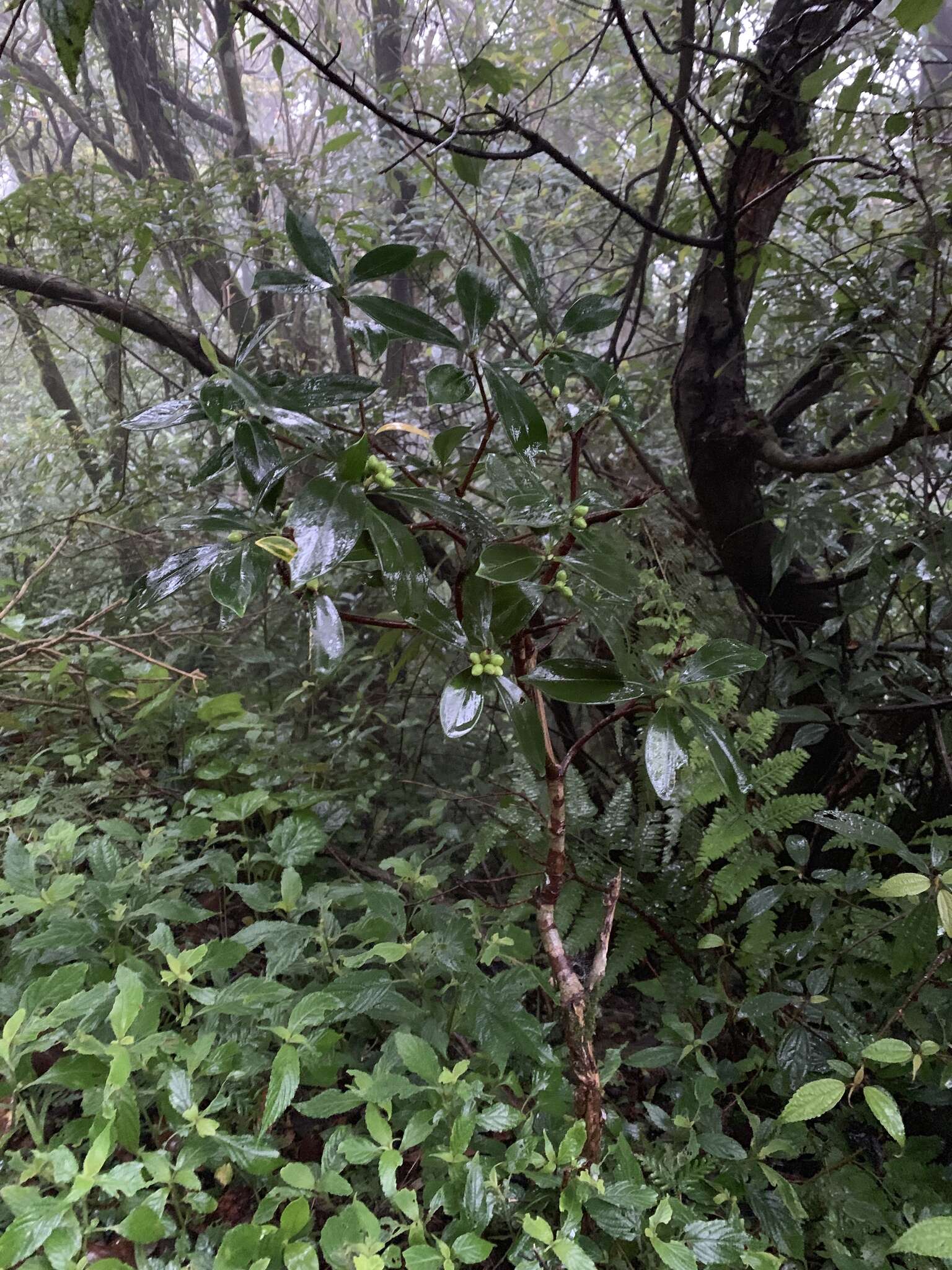 Image of Daphne kiusiana var. atrocaulis (Rehd.) F. Maekawa