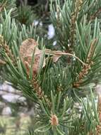 صورة Pinus remota (Little) D. K. Bailey & Hawksw.