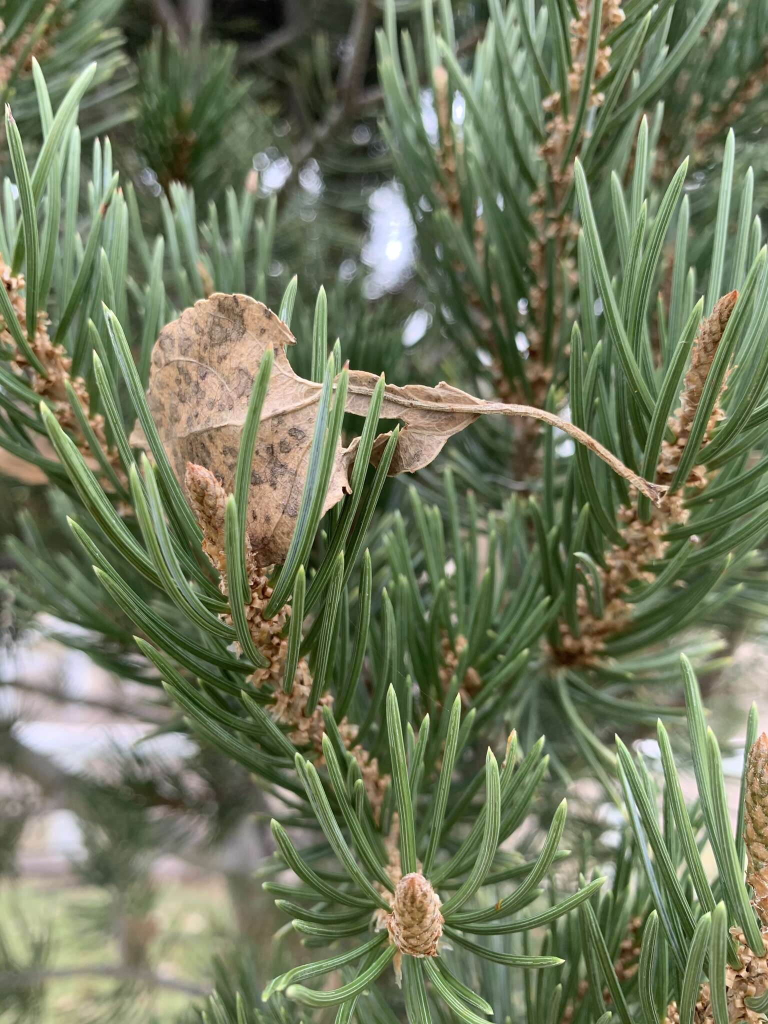 صورة Pinus remota (Little) D. K. Bailey & Hawksw.