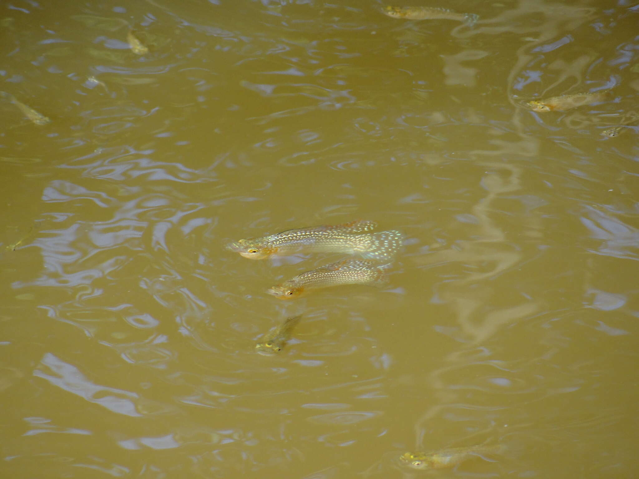 Image of Yucatan molly