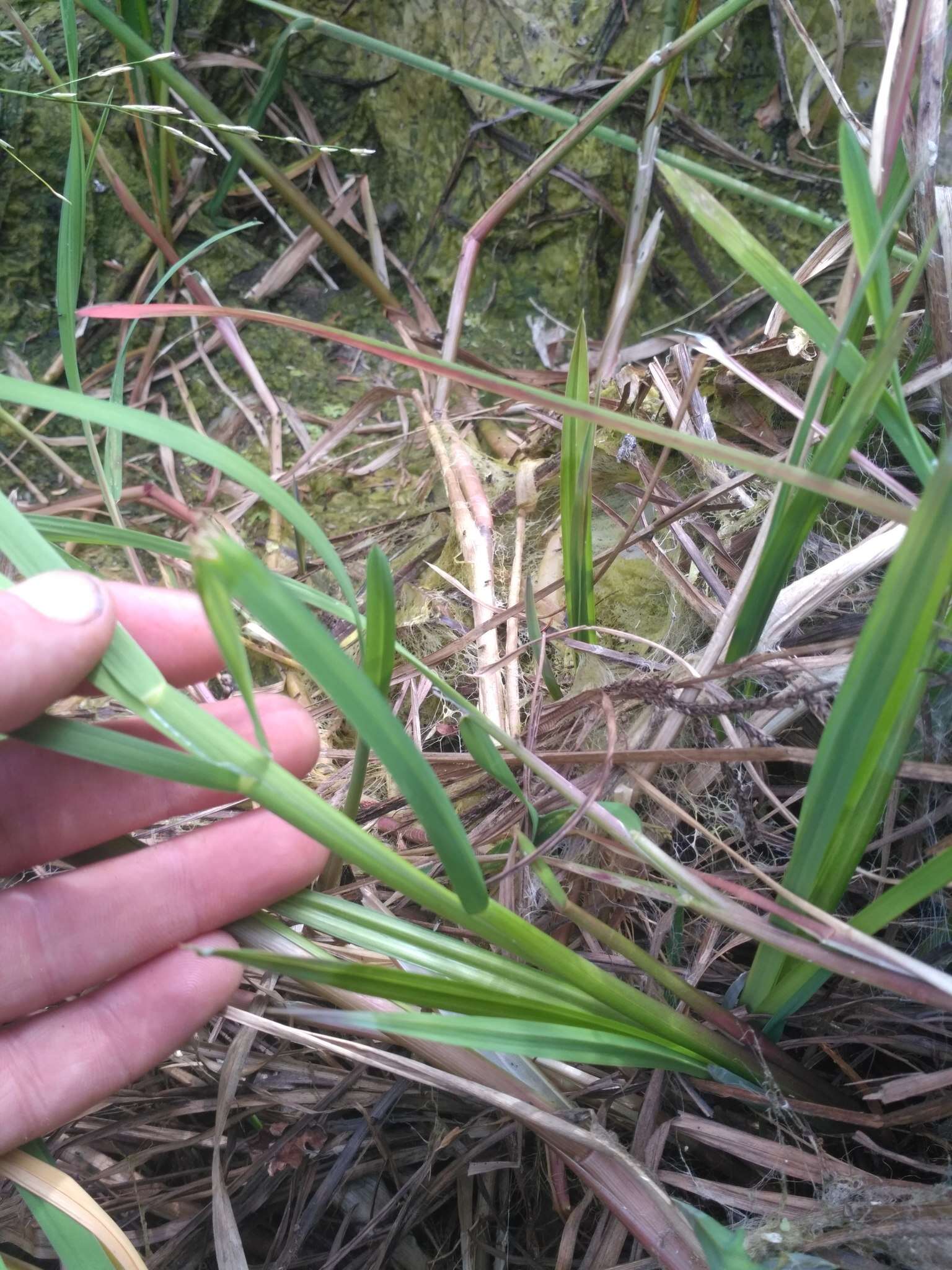 Image of Waxy Manna Grass