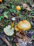 Image of Hygrophorus lucorum Kalchbr. 1874