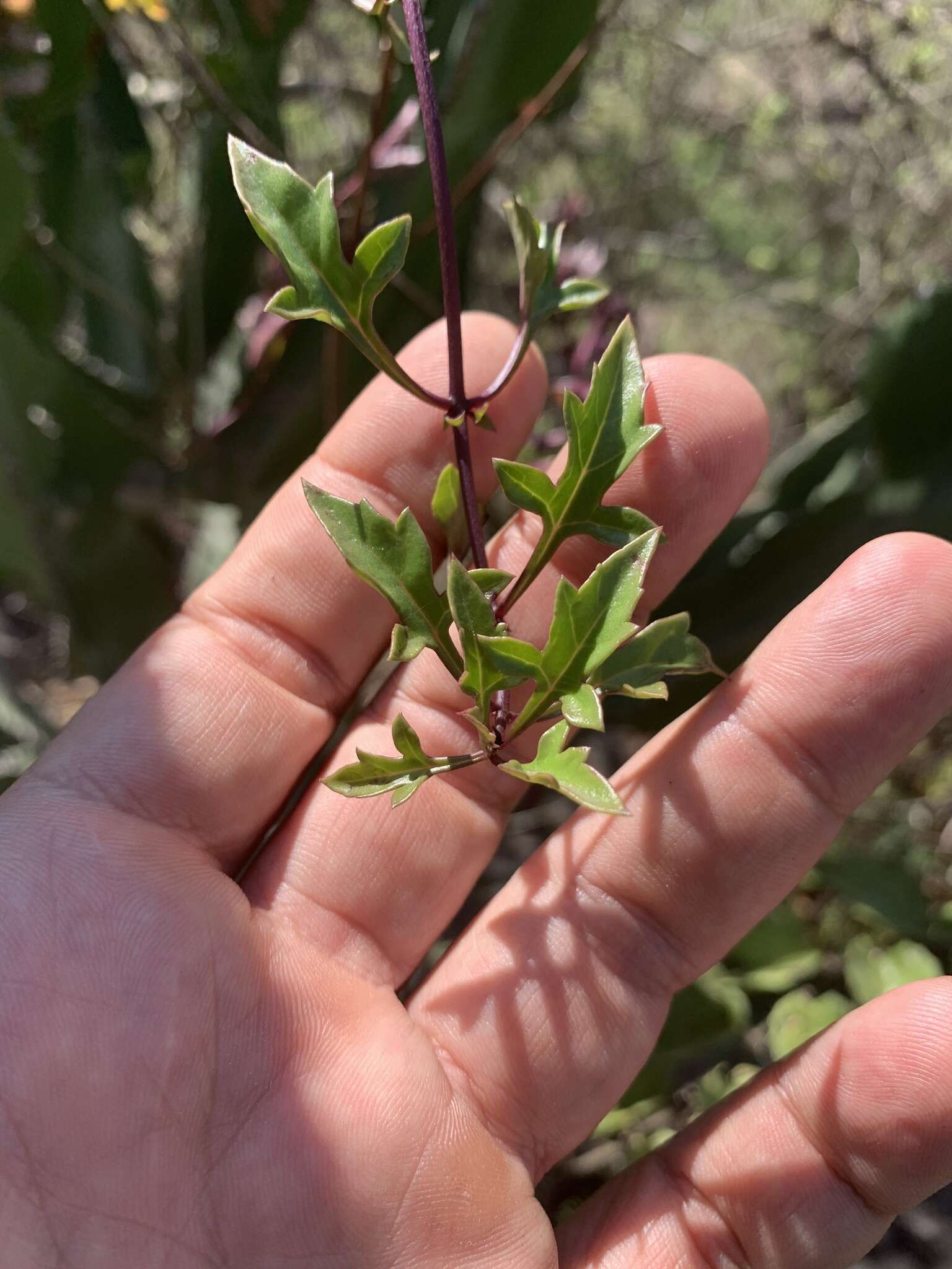 Image of Buttonia superba Oberm.