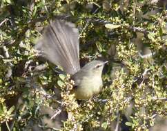 Image of Greater Wagtail-Tyrant