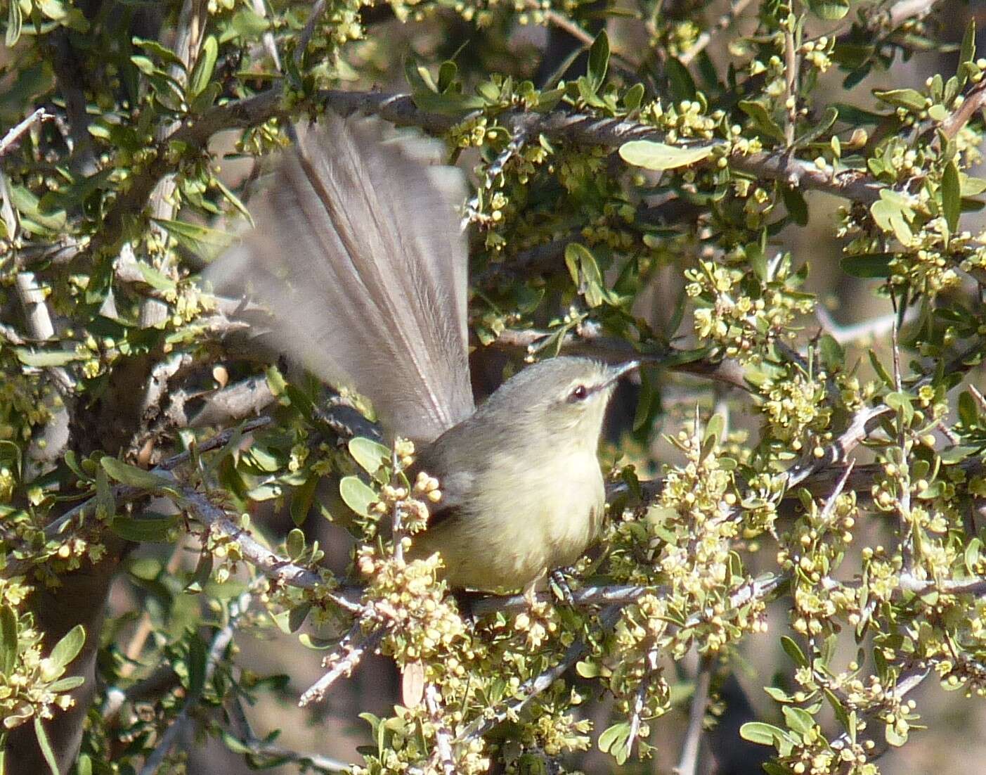 Image of Greater Wagtail-Tyrant