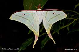 Image of Actias ningpoana Felder & C. 1862