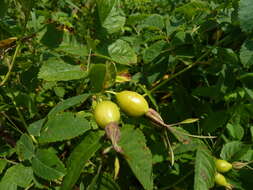 Image of Rosa glabrifolia C. A. Mey. ex Rupr.