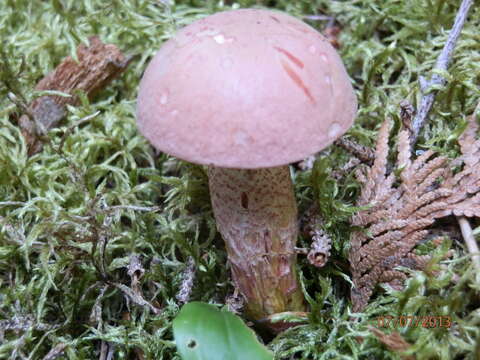 Image of Harrya chromipes (Frost) Halling, Nuhn, Osmundson & Manfr. Binder 2012