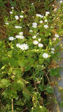 Image of greater chickweed