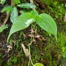 Image of Maianthemum fuscum (Wall.) La Frankie