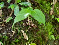 Image of Maianthemum fuscum (Wall.) La Frankie