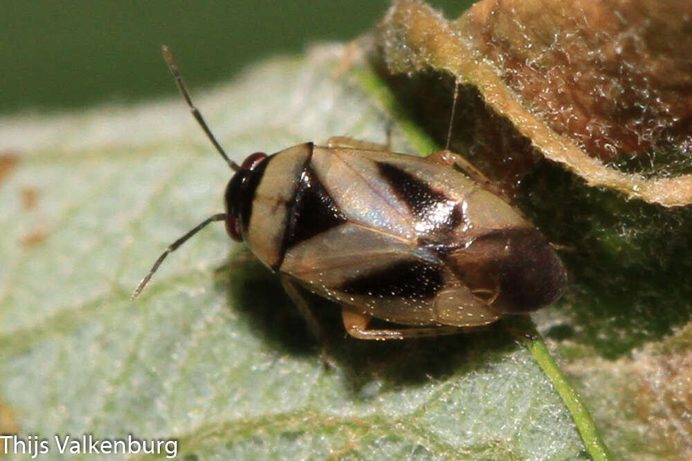 Image of Salicarus