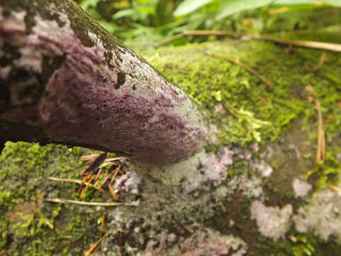 Image of Mauve waxpore