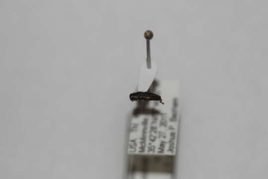 Image of Metallic wood-boring beetle