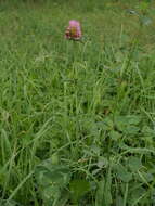 Image of Trifolium pratense var. sativum Schreb.