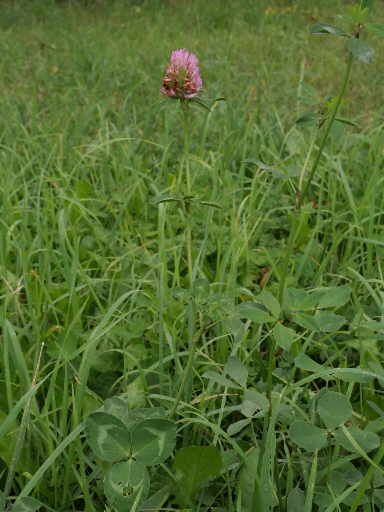Image of Trifolium pratense var. sativum Schreb.