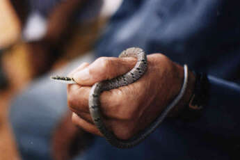 Image of Indian flying snake