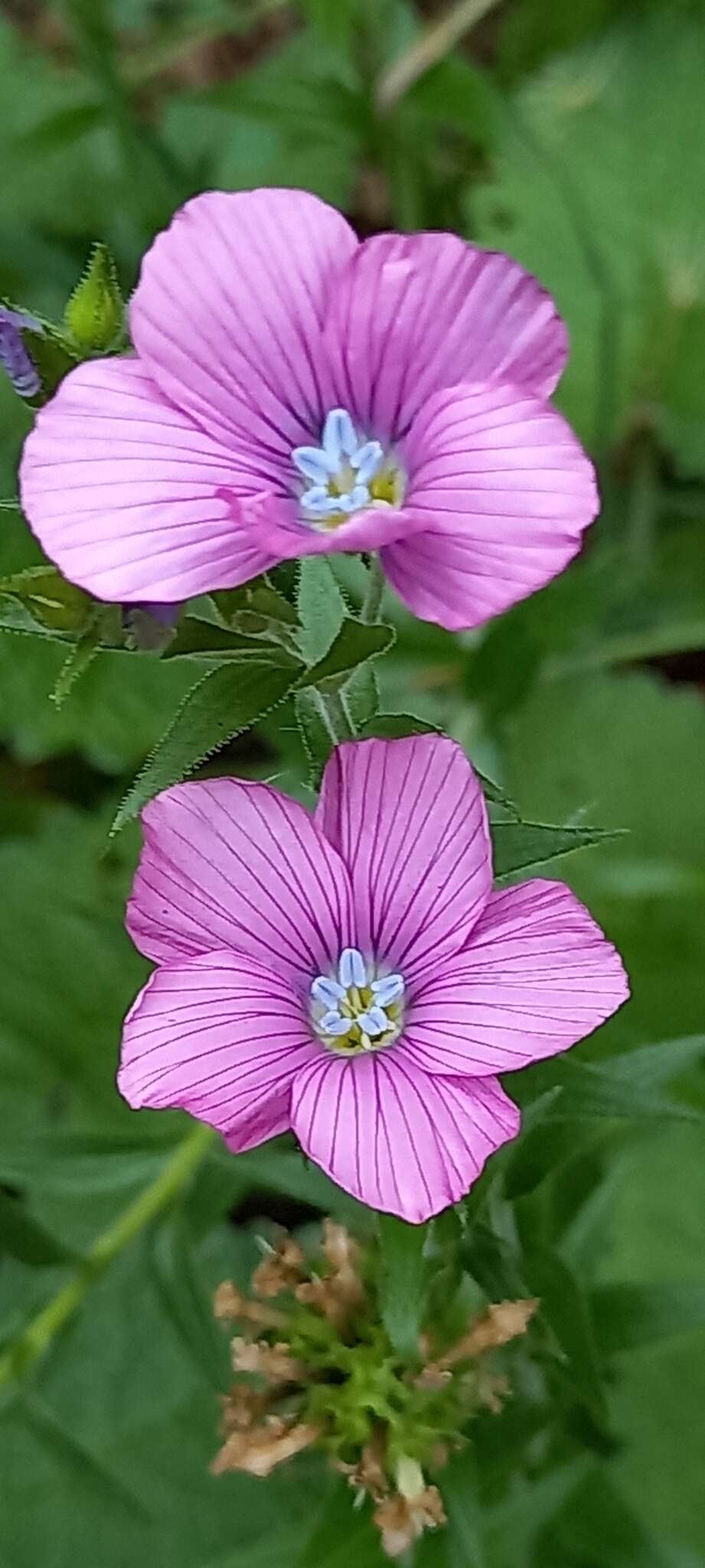 Image of Linum viscosum L.