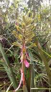 Image of Aechmea stenosepala L. B. Sm.