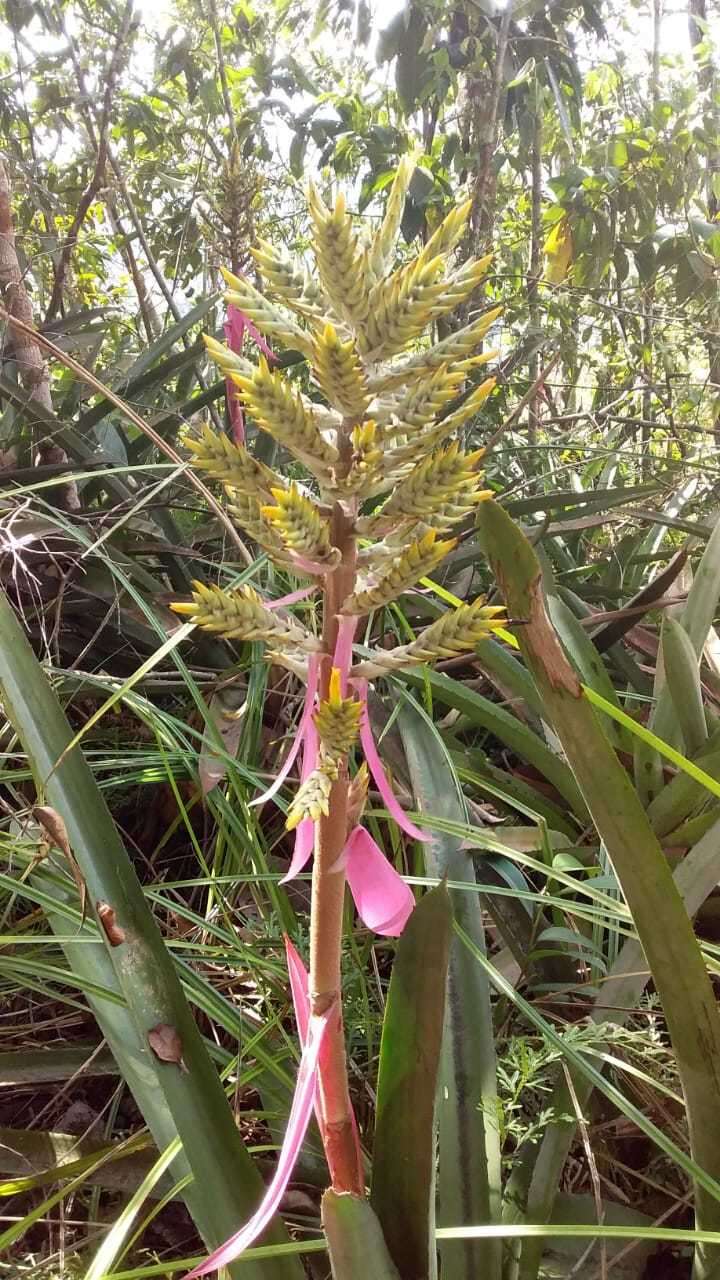 Image of Aechmea stenosepala L. B. Sm.