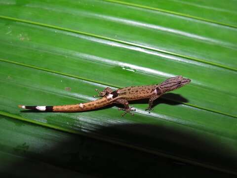 Image of Sphaerodactylus millepunctatus Hallowell 1861