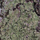 Image of coral phyllopsora lichen