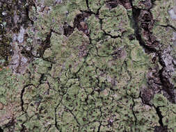 Image of coral phyllopsora lichen