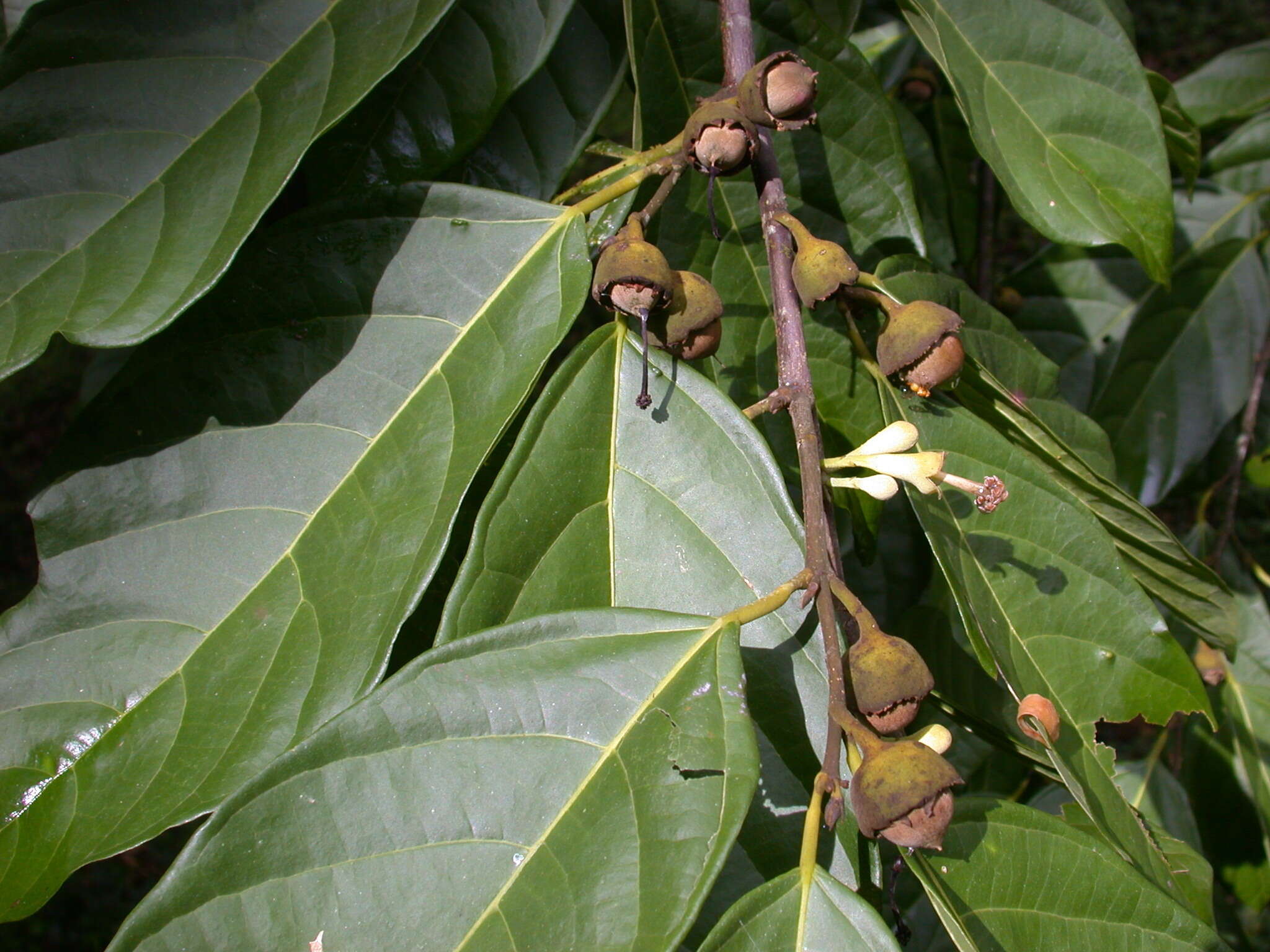 Image of Quararibea asterolepis Pittier