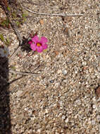 Image of Bigelow's monkeyflower