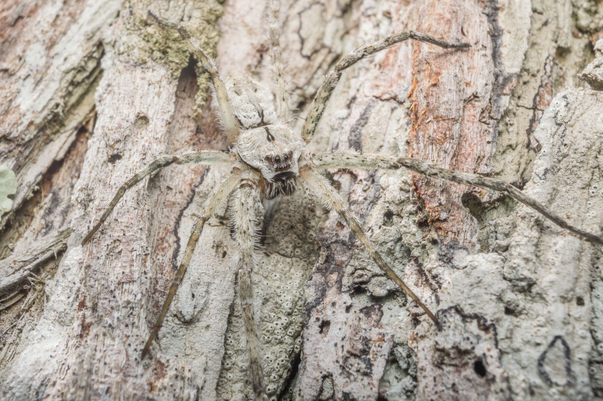 Image of Whitebanded Fishing Spider