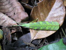 Image of Tympanophyllum (Tympanophyllum) arcufolium (Haan 1843)