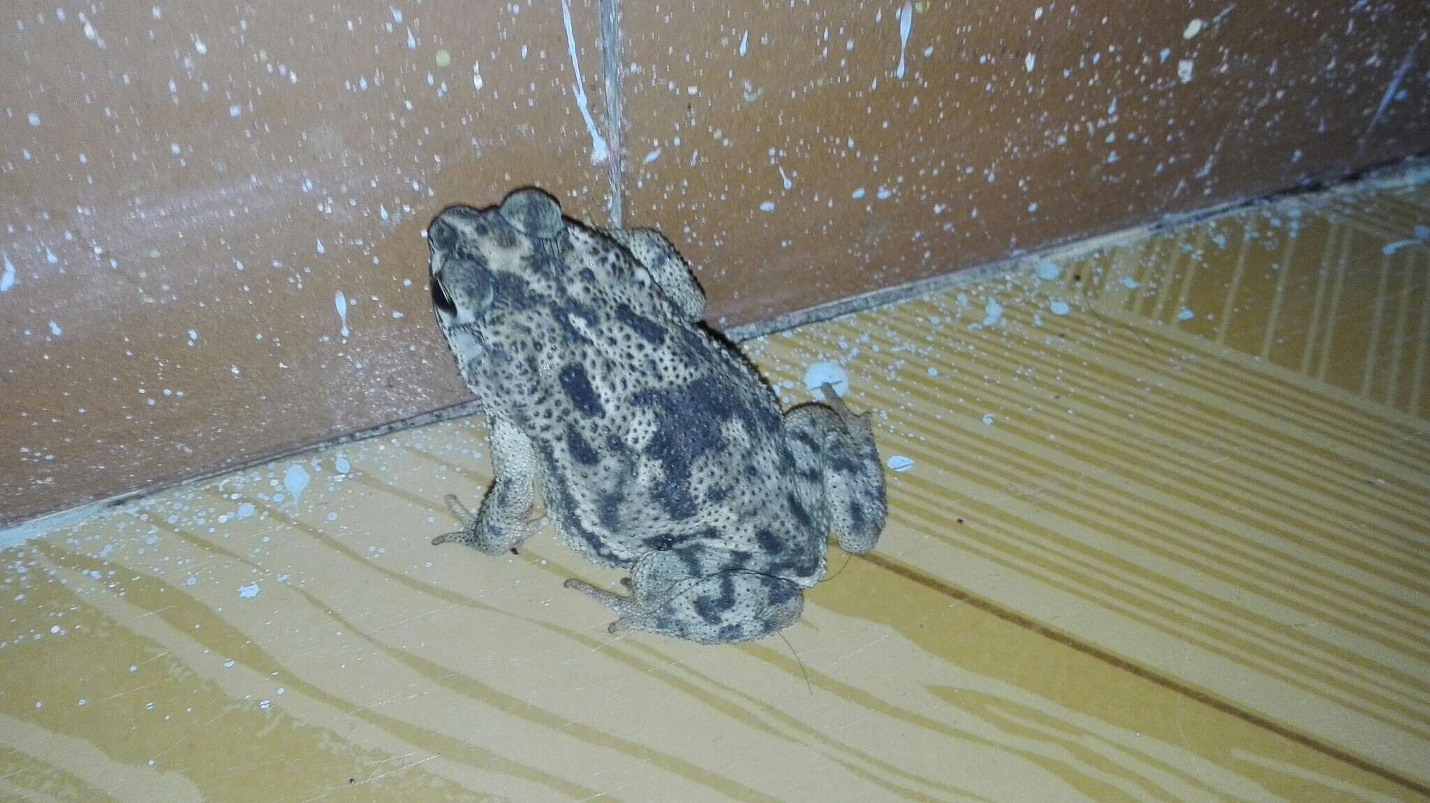 Imagem de Rhinella humboldti (Gallardo 1965)