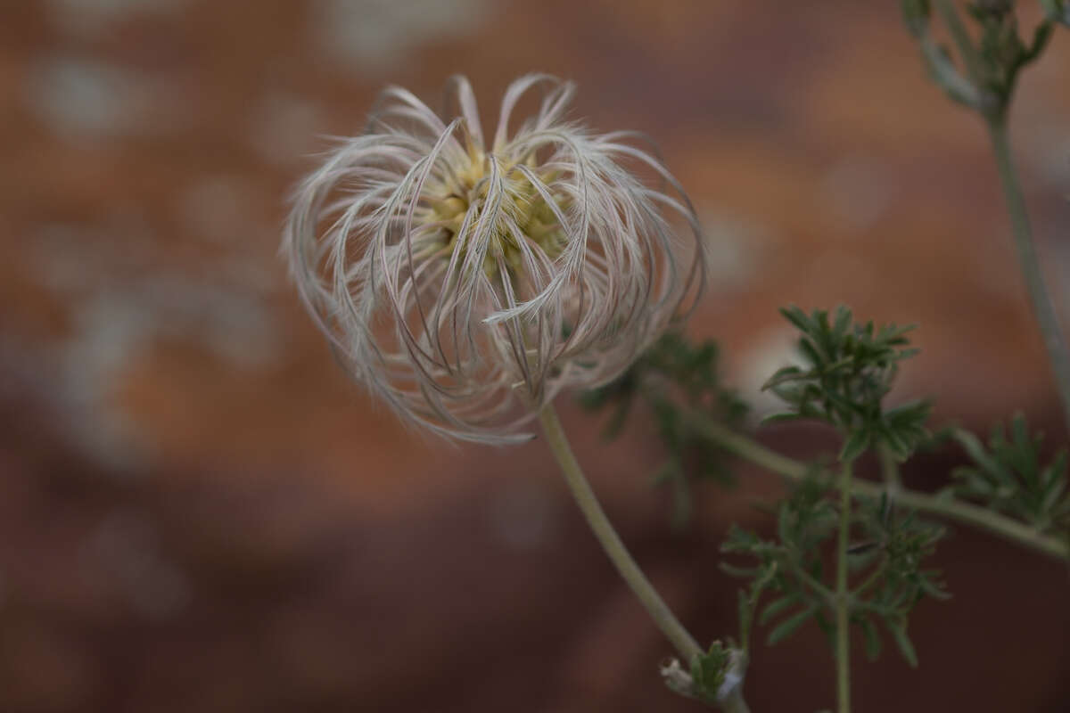 صورة Clematis villosa subsp. villosa