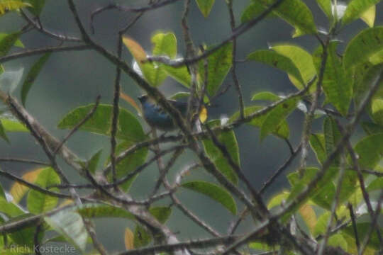 Image of Metallic-green Tanager