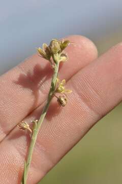 Aspidoglossum biflorum E. Mey. resmi