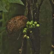 Image of Bactris setosa Mart.