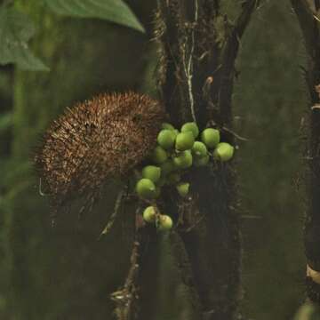 Image of Bactris setosa Mart.