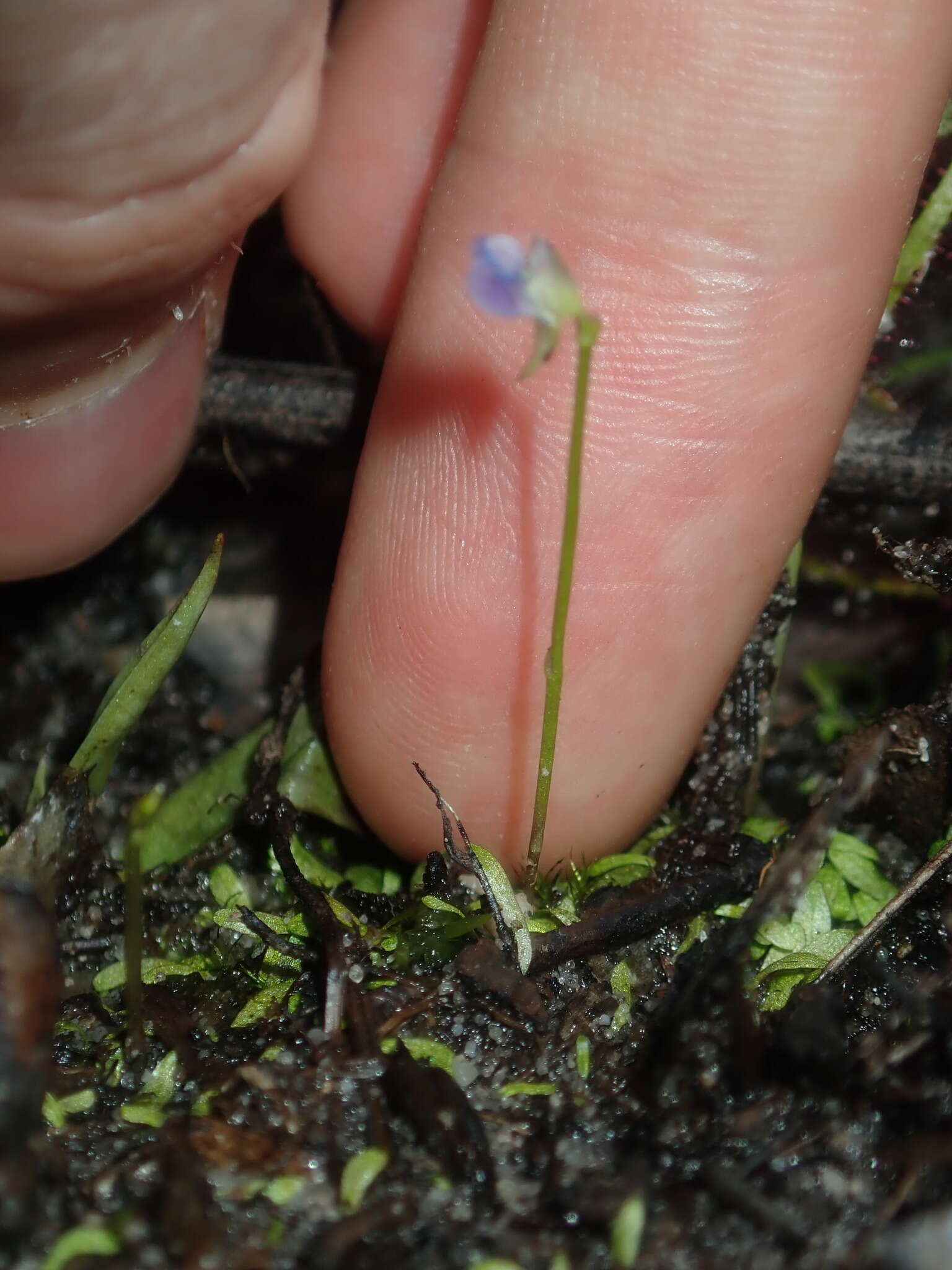 Image of bladderwort