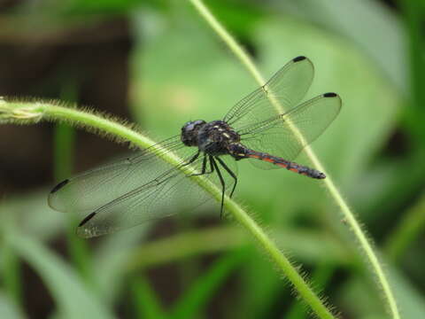 Слика од Orthemis cultriformis Calvert 1899