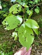 Image of Pterostyrax hispidus Sieb. & Zucc.