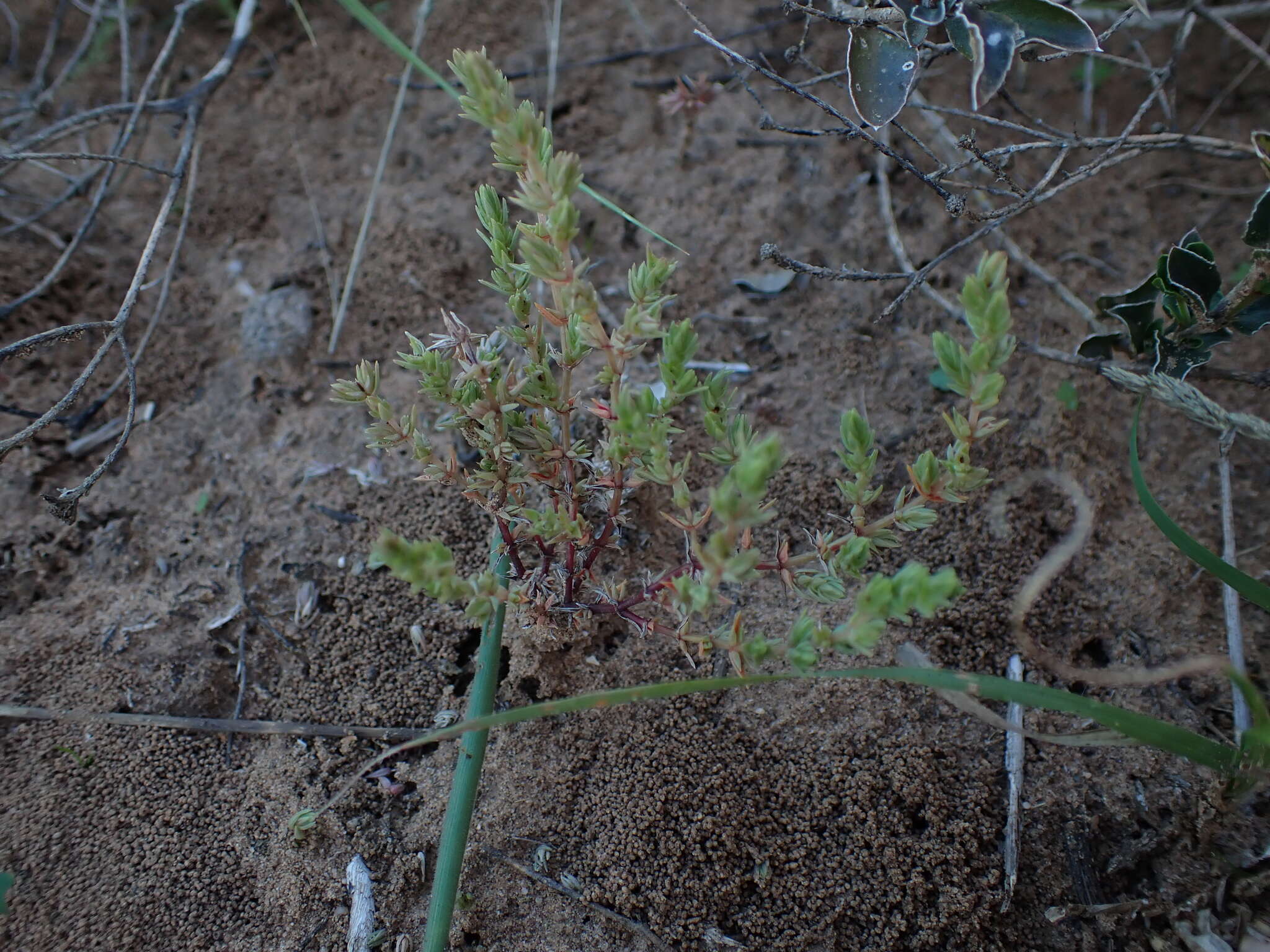 Crassula campestris (Eckl. & Zeyh.) Endl. ex Walp. resmi