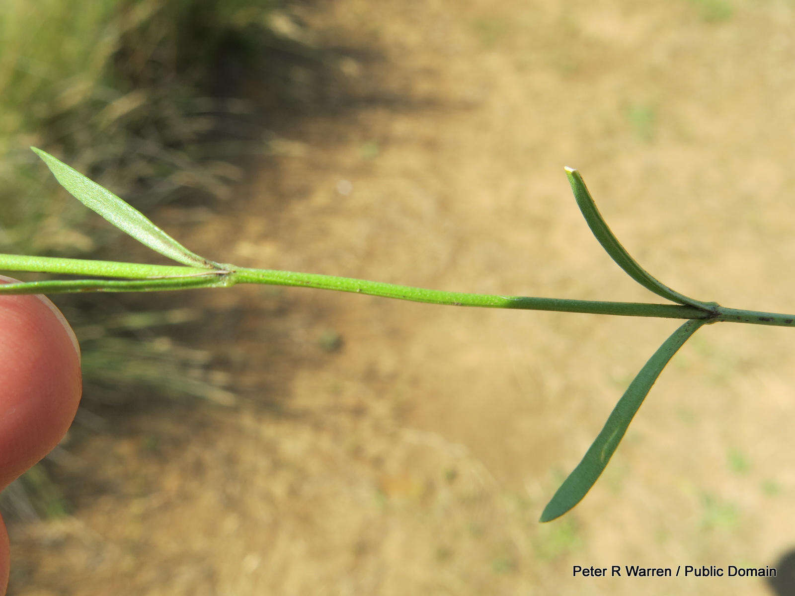 Image of Dwarf chironia