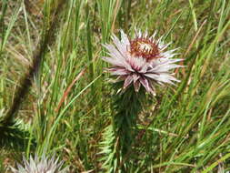 Image of Macledium zeyheri subsp. argyrophyllum (Oliv.) S. Ortiz