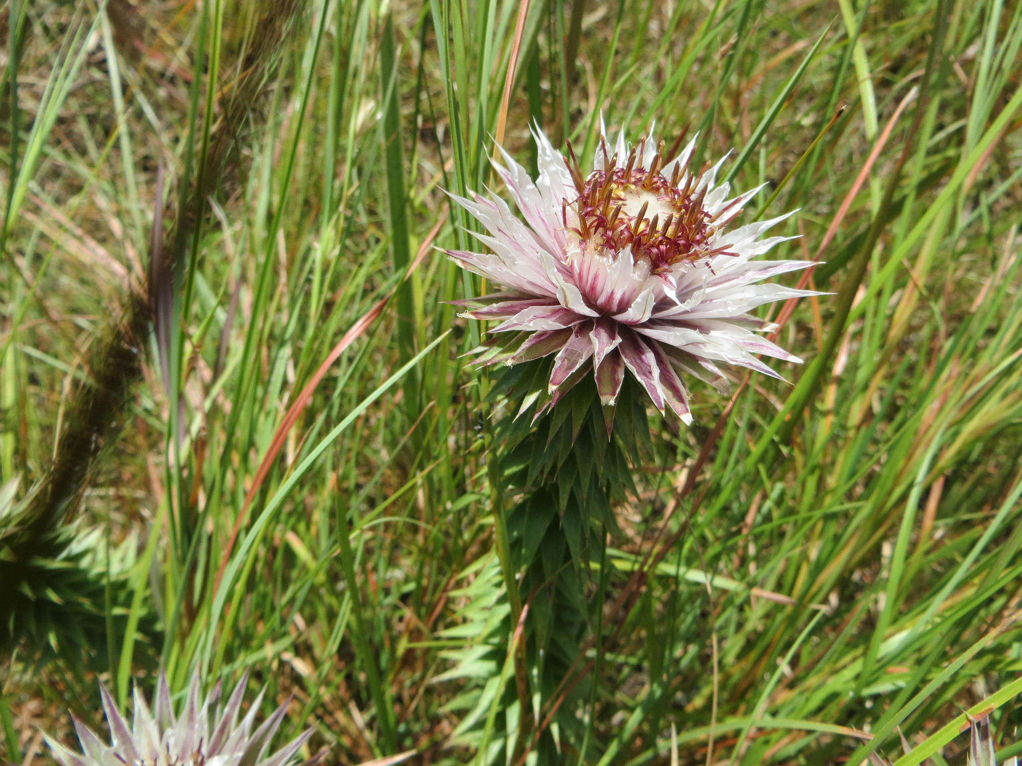 Image of Macledium zeyheri subsp. argyrophyllum (Oliv.) S. Ortiz