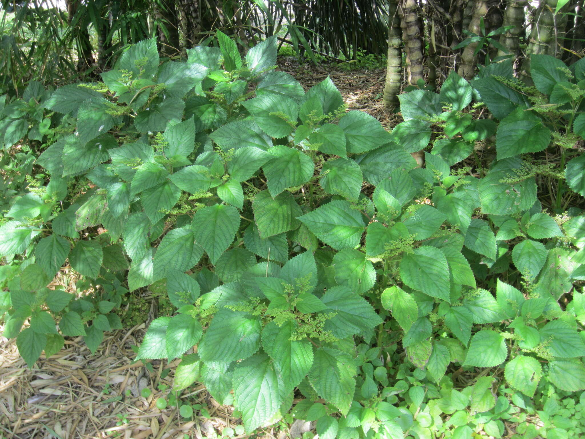 Image of West Indian woodnettle