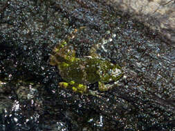 Image of Dumeril's Madagascar Frog