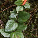 Image of Macleania insignis Mart. & Gal.