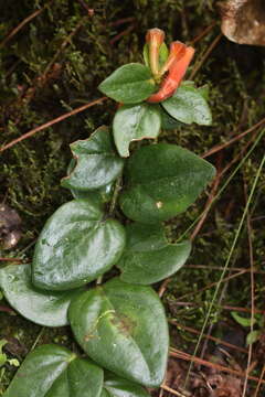 Image of Macleania insignis Mart. & Gal.